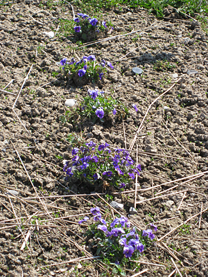 pansy unmulched